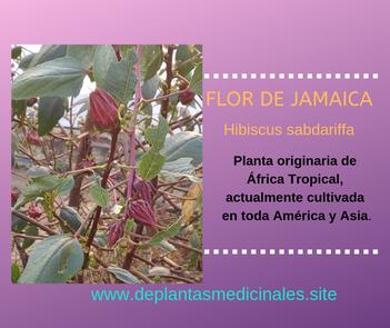 Flor de Jamaica ¿que nutrientes y beneficios tiene? - ???? ?????  ??? ℙ??????