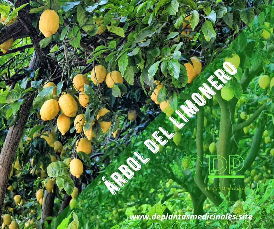 árbol del limonero