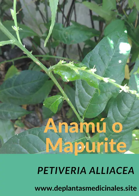 Para qué sirve el anamú o mapurite