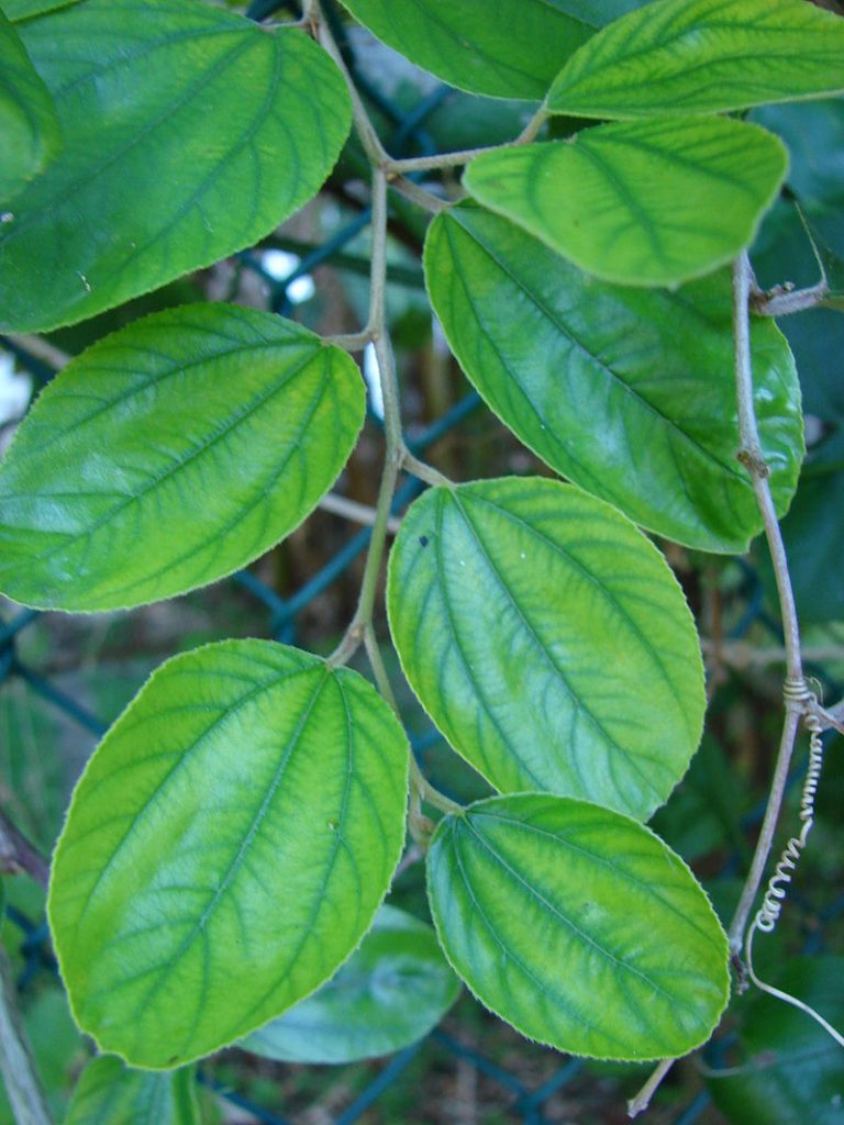 hojas de ponsigué