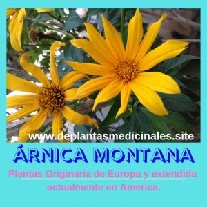 Arnica Montana