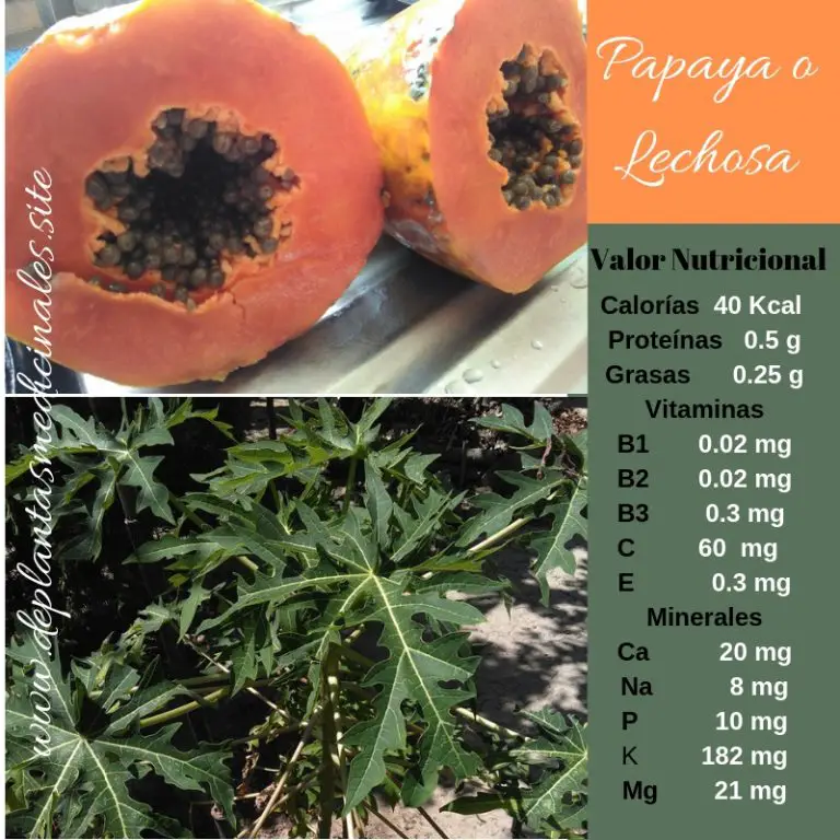 Diversos Beneficios de la Papaya o Lechosa