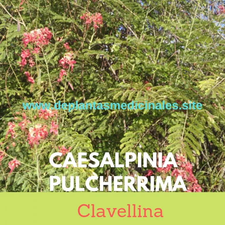 Clavellina, planta y flor Ideal para tu salud