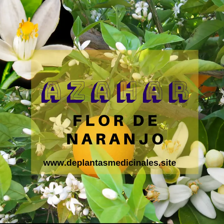 Azahar: Flores aromáticas y curativas