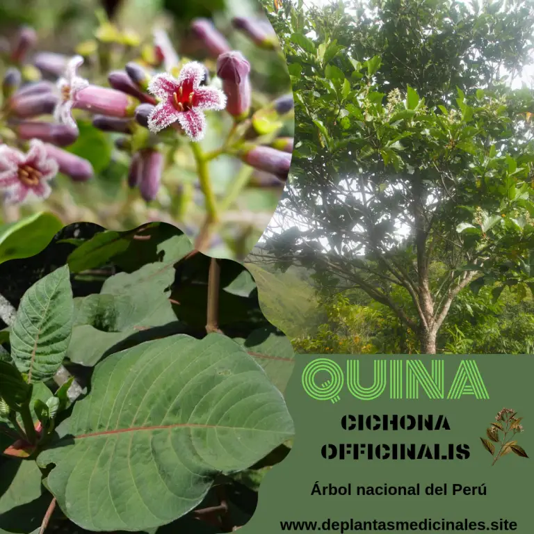 QUINA Planta amazónica y medicinal