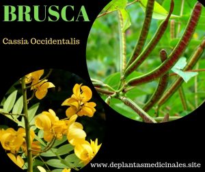 brusca cassia occidentalis