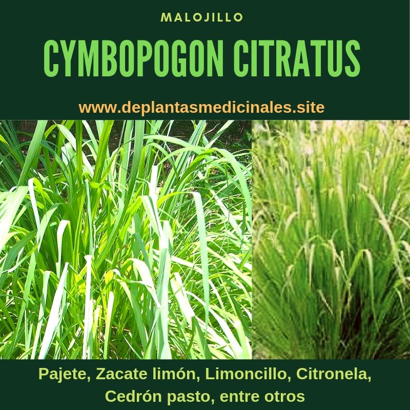 cymbopongon citratus