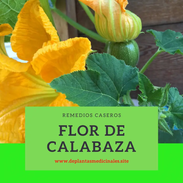 Beneficios de la flor de calabaza