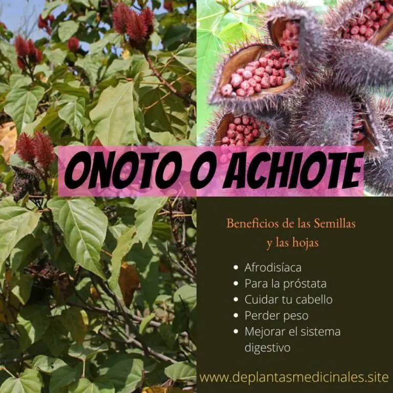 Beneficios de las semillas y hojas de Achiote