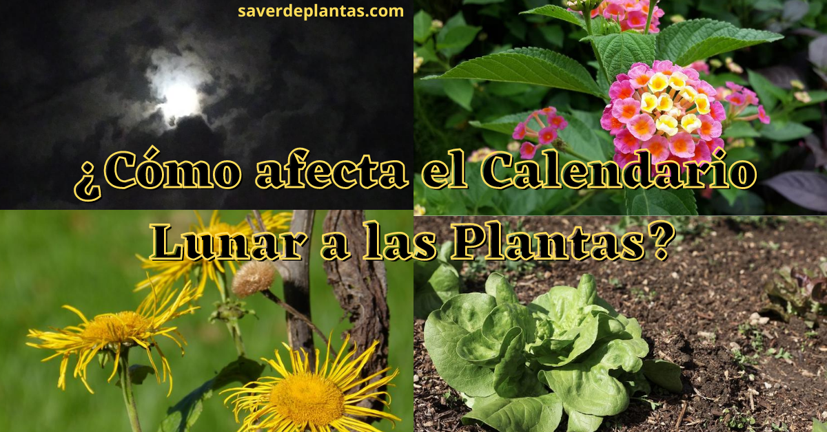 Calendario Lunar en las plantas