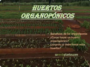 huertos organopónicos