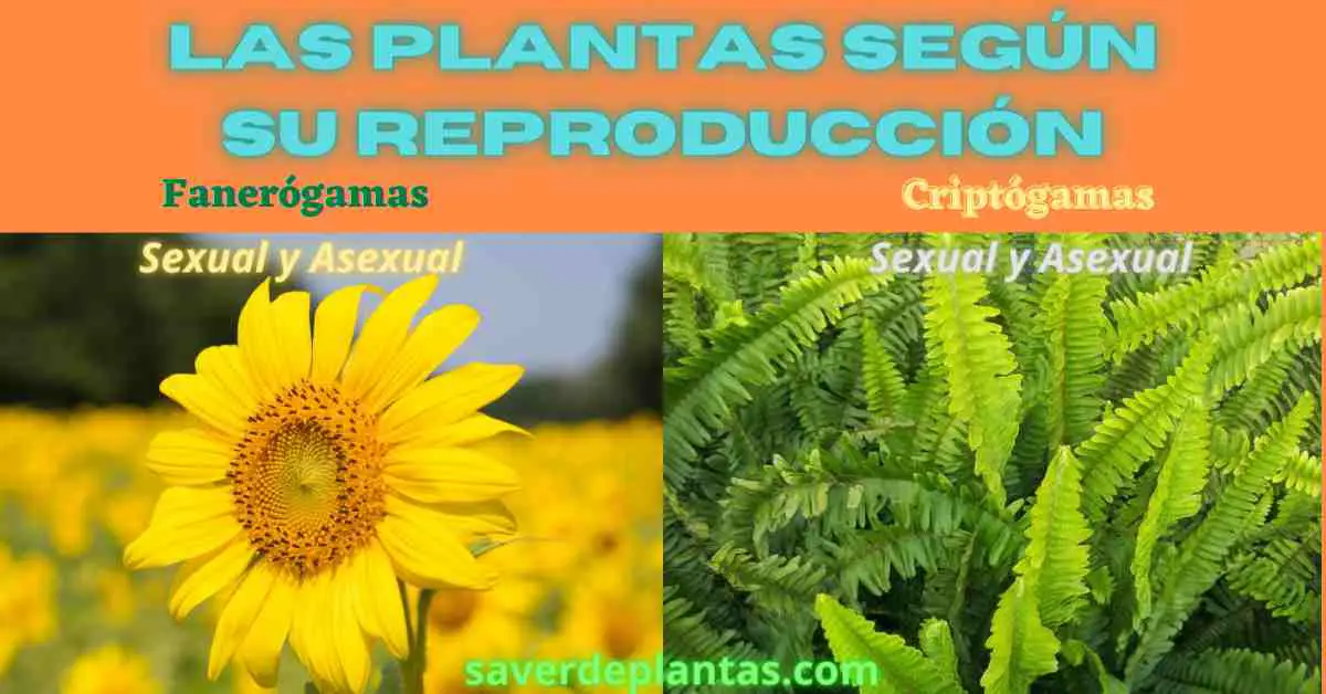 Plantas según su reproducción