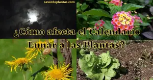 calendario lunar y las plantas