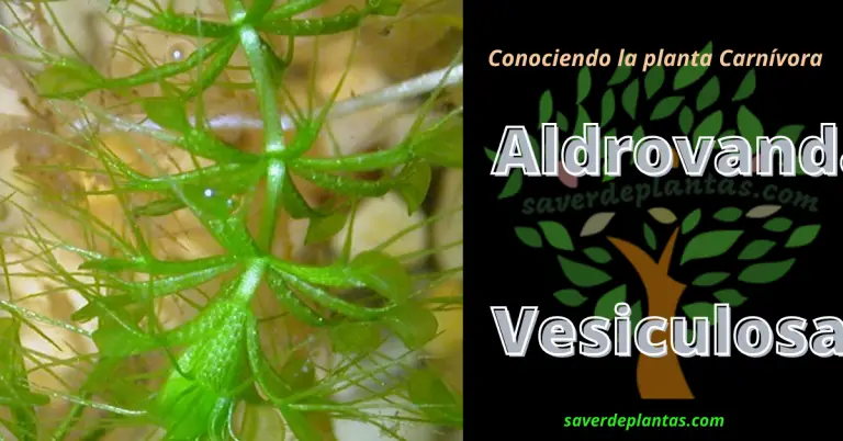 Conociendo la planta Aldrovanda Vesiculosa