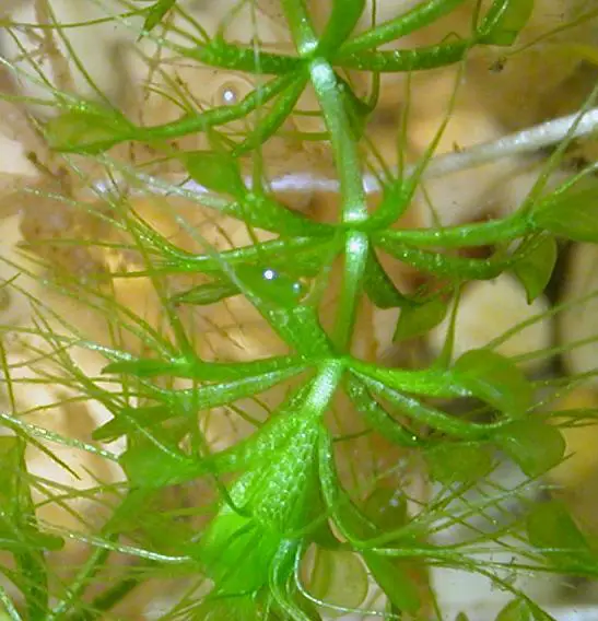 planta carnívora Aldrovanda vesiculosa