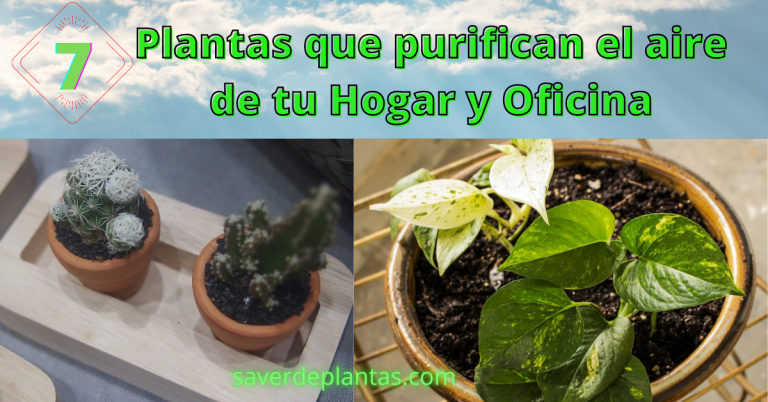 7 Plantas que purifican el aire del hogar