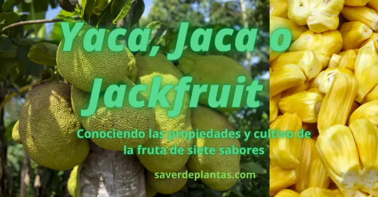 Yaca o jackfruit:Cultivo y propiedades