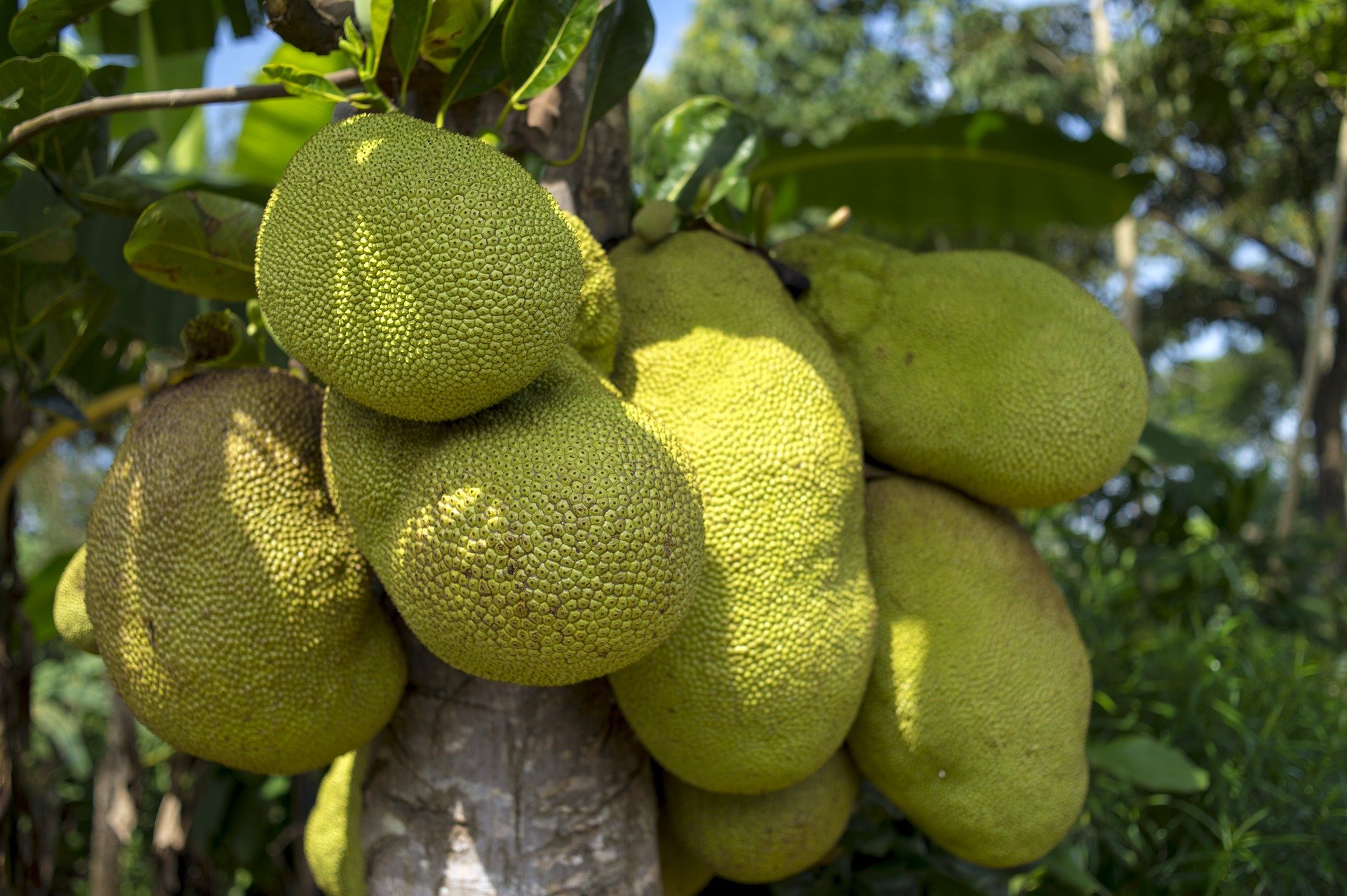 Árbol y fruta de Yaca, Jaca o Jackfruit