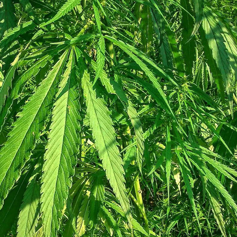 Planta tóxica conocida como cannabis
