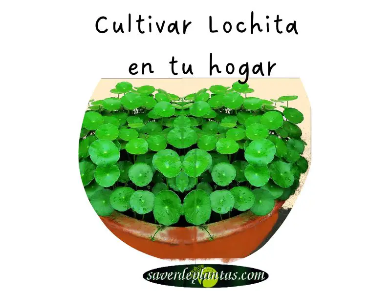 Cultivar planta lochita