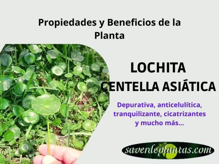 Planta Lochita: Todo lo que debes saber, beneficios y cuidados