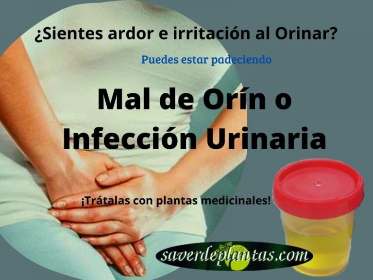 9 Plantas para las infecciones urinarias o mal de orín