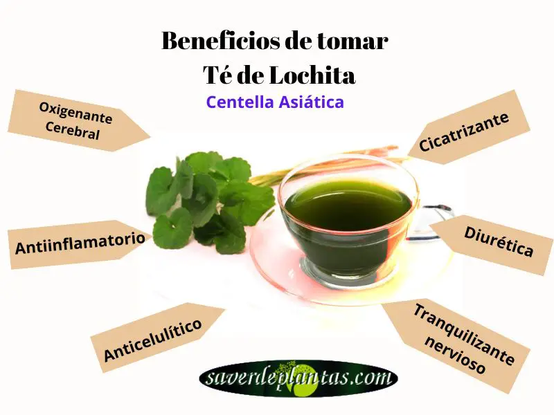 Beneficios del té de lochita