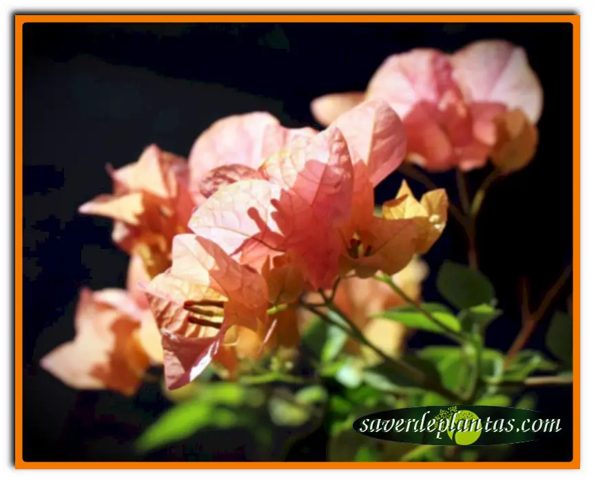 flores de buganvilla
