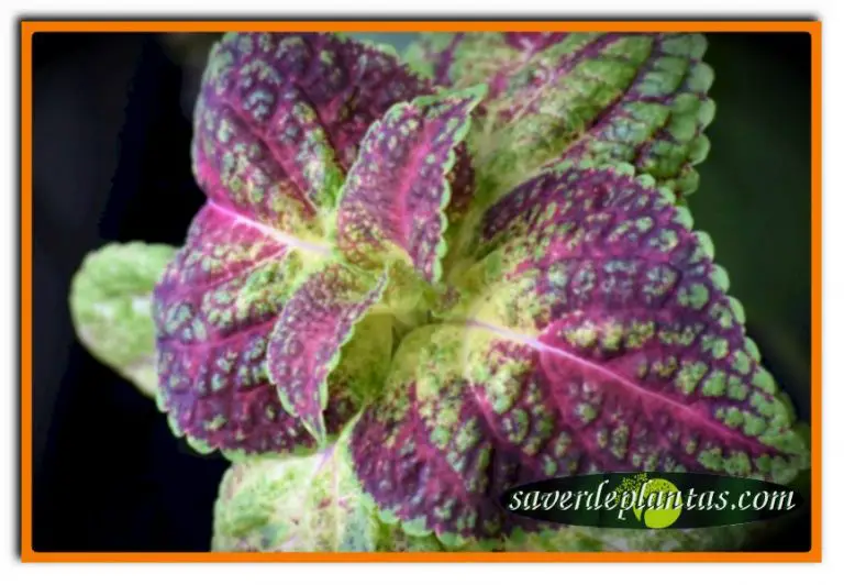 Cuidados y beneficios de la planta shiso-perilla frutescens