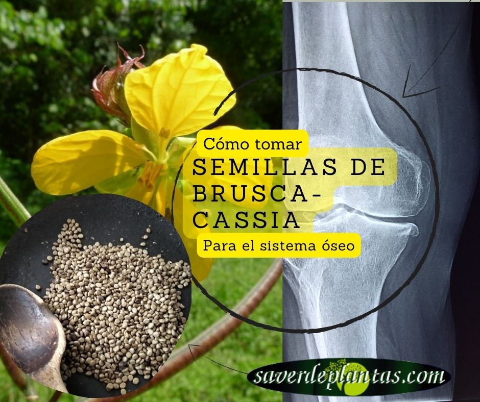 semillas de brusca -senna officcinalis