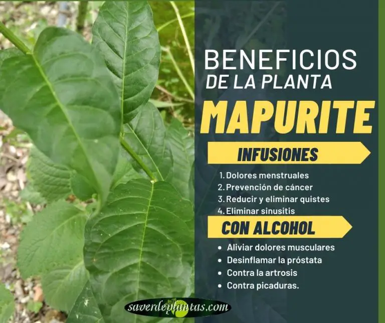 Planta Mapurite: Beneficios y usos de su raíz y hojas
