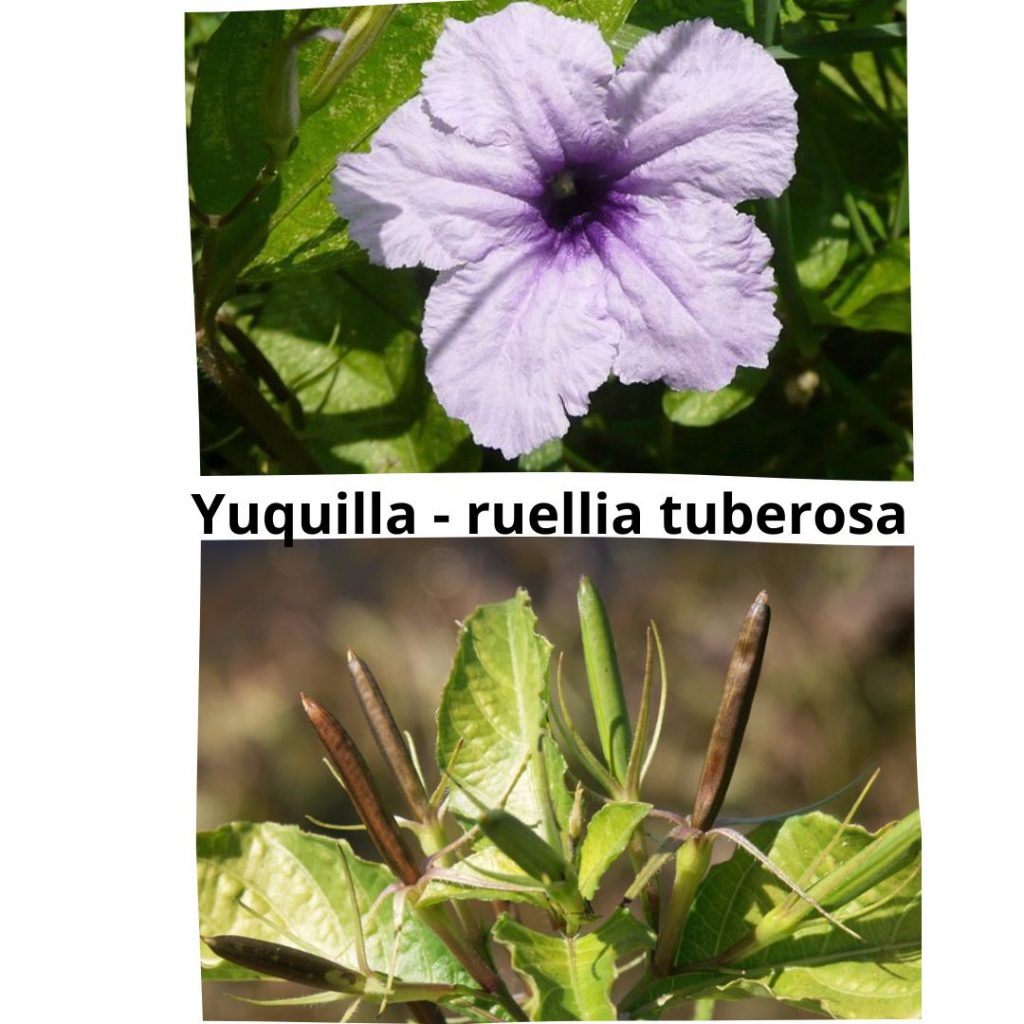 ruellia tuberosa yuquilla