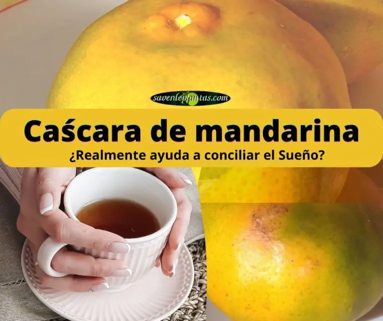 Té de cáscara de mandarina: Propiedades, beneficios y cómo prepararlo