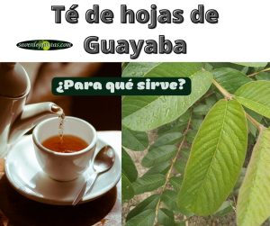 infusión con las hojas de guayaba