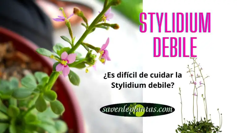 Stylidium debile: características, hábitat y cuidados