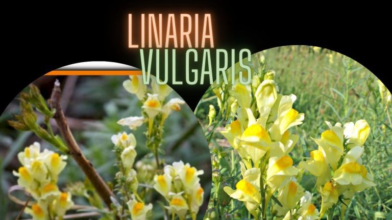 Linaria Vulgaris: Cuidados, cultivos y beneficios