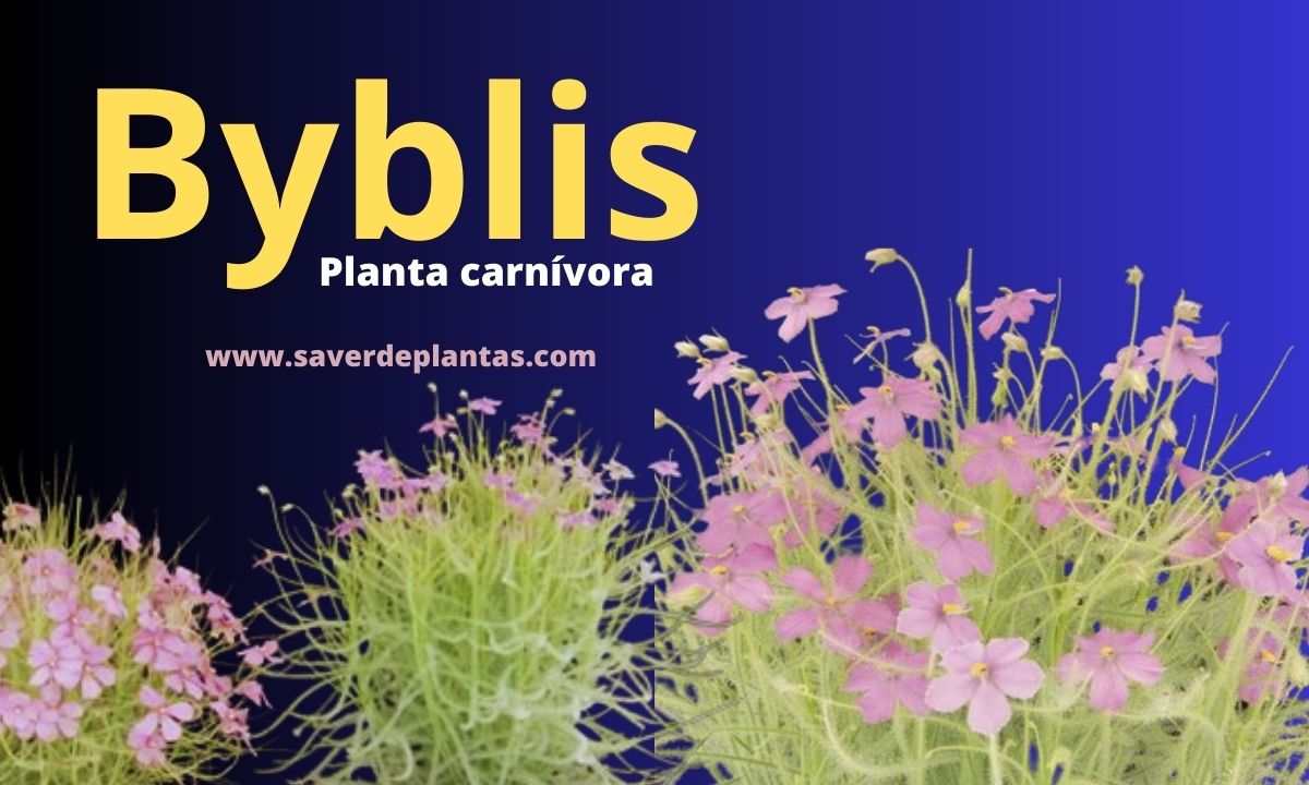 planta carnívora Byblis
