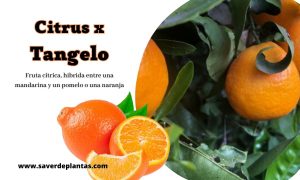 citrus x tangelo, fruta hibrida entre el pomelo y la mandarina