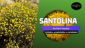 Santolina: cultivos y usos medicinales