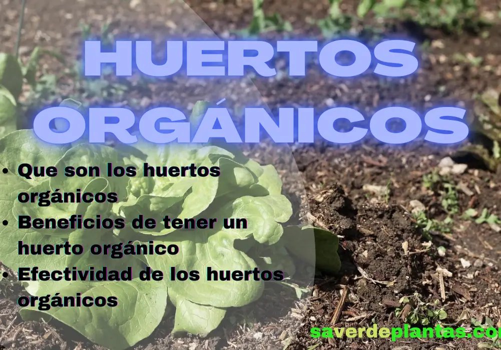 huertos orgánicos