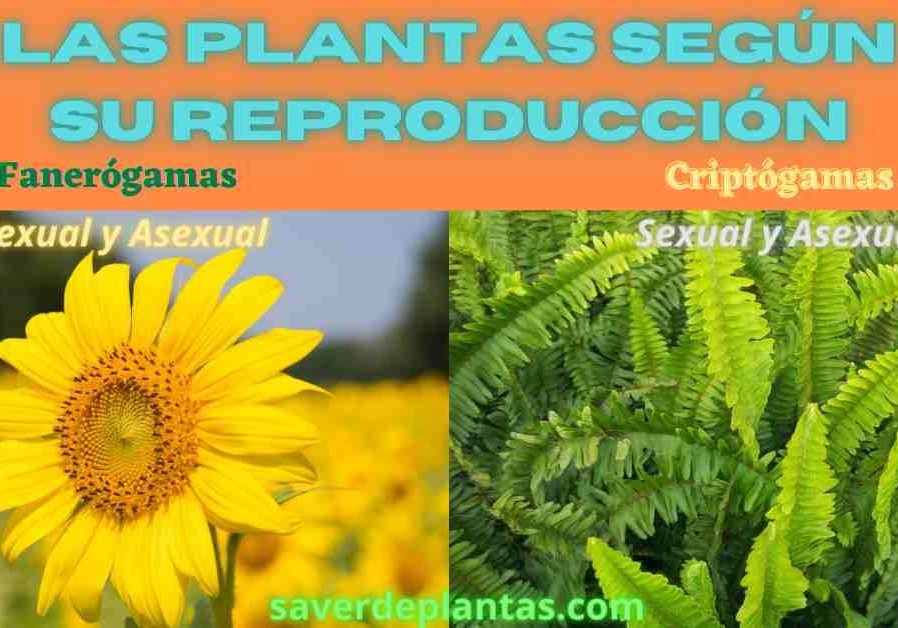 Plantas según su reproducción